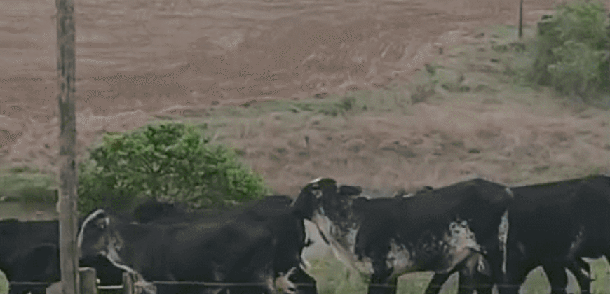 Fazendas à Venda 1.203 hectares cada Produtivas em Cana, Soja e Milho | Sacramento/ MG
