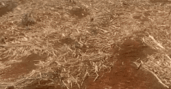 Fazendas à Venda 1.203 hectares cada Produtivas em Cana, Soja e Milho | Sacramento/ MG