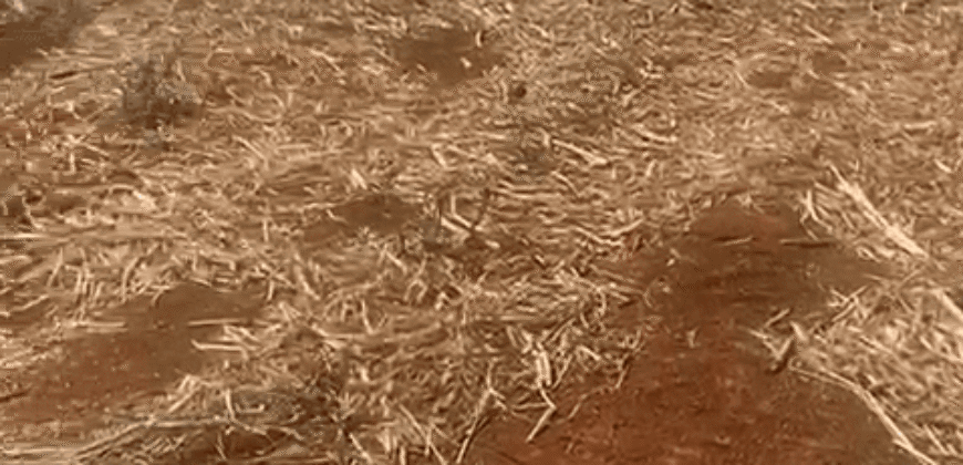 Fazendas à Venda 1.203 hectares cada Produtivas em Cana, Soja e Milho | Sacramento/ MG