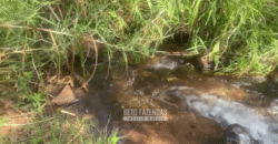 Fazendas à Venda 1.203 hectares cada Produtivas em Cana, Soja e Milho | Sacramento/ MG