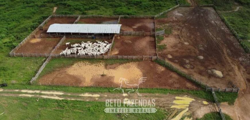 Fazenda à Venda 94.217,29 hectares Estrutura completa Pecuária e Lavoura Dupla Aptidão | Aripuanã/MT
