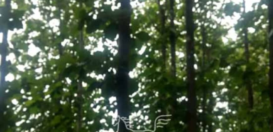 Fazenda à Venda 94.217,29 hectares Estrutura completa Pecuária e Lavoura Dupla Aptidão | Aripuanã/MT