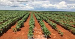 Fazenda de Soja e Algodão 46.000 hectares Estrutura Completa no Mato Grosso Fazenda de Soja e Algodão 46.000 hectares Estrutura Completa no Mato Grosso