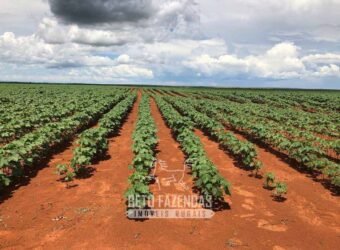 Fazenda de Soja e Algodão 46.000 hectares Estrutura Completa no Mato Grosso
