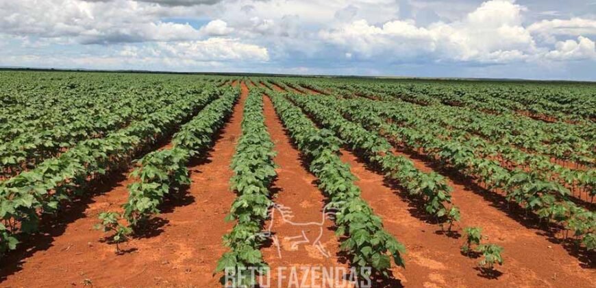 Fazenda de Soja e Algodão 46.000 hectares Estrutura Completa no Mato Grosso Fazenda de Soja e Algodão 46.000 hectares Estrutura Completa no Mato Grosso