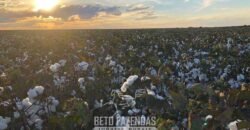 Fazenda de Soja e Algodão 46.000 hectares Estrutura Completa no Mato Grosso Fazenda de Soja e Algodão 46.000 hectares Estrutura Completa no Mato Grosso