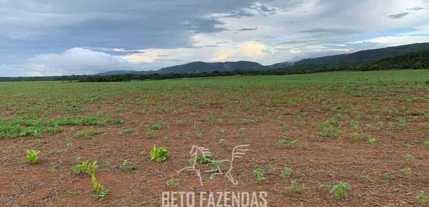 Fazenda de Soja e Algodão 46.000 hectares Estrutura Completa no Mato Grosso Fazenda de Soja e Algodão 46.000 hectares Estrutura Completa no Mato Grosso