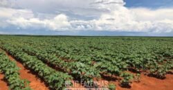 Fazenda de Soja e Algodão 46.000 hectares Estrutura Completa no Mato Grosso Fazenda de Soja e Algodão 46.000 hectares Estrutura Completa no Mato Grosso