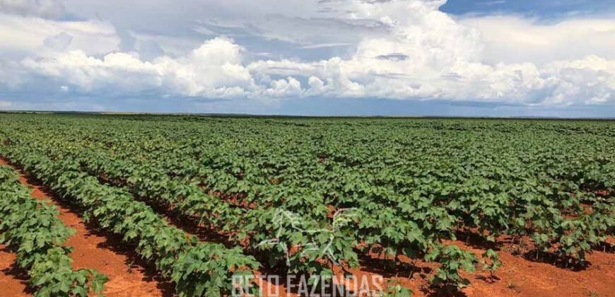 Fazenda de Soja e Algodão 46.000 hectares Estrutura Completa no Mato Grosso Fazenda de Soja e Algodão 46.000 hectares Estrutura Completa no Mato Grosso