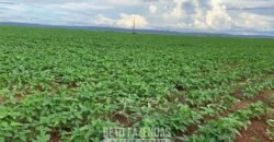 Fazenda de Soja e Algodão 46.000 hectares Estrutura Completa no Mato Grosso Fazenda de Soja e Algodão 46.000 hectares Estrutura Completa no Mato Grosso