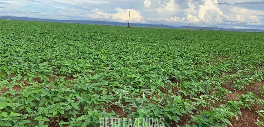 Fazenda de Soja e Algodão 46.000 hectares Estrutura Completa no Mato Grosso Fazenda de Soja e Algodão 46.000 hectares Estrutura Completa no Mato Grosso