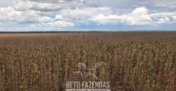 Fazenda de Soja e Algodão 46.000 hectares Estrutura Completa no Mato Grosso Fazenda de Soja e Algodão 46.000 hectares Estrutura Completa no Mato Grosso