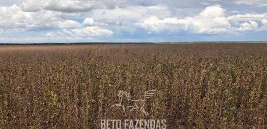 Fazenda de Soja e Algodão 46.000 hectares Estrutura Completa no Mato Grosso Fazenda de Soja e Algodão 46.000 hectares Estrutura Completa no Mato Grosso