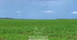 Fazenda de Soja e Algodão 46.000 hectares Estrutura Completa no Mato Grosso Fazenda de Soja e Algodão 46.000 hectares Estrutura Completa no Mato Grosso