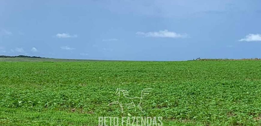 Fazenda de Soja e Algodão 46.000 hectares Estrutura Completa no Mato Grosso Fazenda de Soja e Algodão 46.000 hectares Estrutura Completa no Mato Grosso