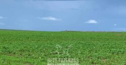 Fazenda de Soja e Algodão 46.000 hectares Estrutura Completa no Mato Grosso Fazenda de Soja e Algodão 46.000 hectares Estrutura Completa no Mato Grosso