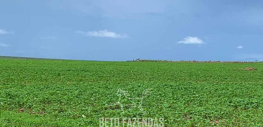 Fazenda de Soja e Algodão 46.000 hectares Estrutura Completa no Mato Grosso Fazenda de Soja e Algodão 46.000 hectares Estrutura Completa no Mato Grosso