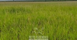 Fazenda de Soja e Algodão 46.000 hectares Estrutura Completa no Mato Grosso Fazenda de Soja e Algodão 46.000 hectares Estrutura Completa no Mato Grosso