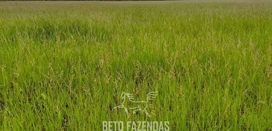 Fazenda de Soja e Algodão 46.000 hectares Estrutura Completa no Mato Grosso Fazenda de Soja e Algodão 46.000 hectares Estrutura Completa no Mato Grosso