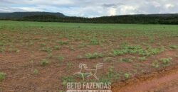 Fazenda de Soja e Algodão 46.000 hectares Estrutura Completa no Mato Grosso Fazenda de Soja e Algodão 46.000 hectares Estrutura Completa no Mato Grosso