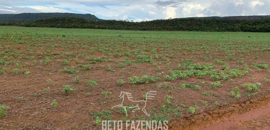 Fazenda de Soja e Algodão 46.000 hectares Estrutura Completa no Mato Grosso Fazenda de Soja e Algodão 46.000 hectares Estrutura Completa no Mato Grosso