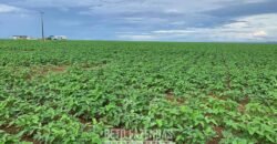 Fazenda de Soja e Algodão 46.000 hectares Estrutura Completa no Mato Grosso Fazenda de Soja e Algodão 46.000 hectares Estrutura Completa no Mato Grosso