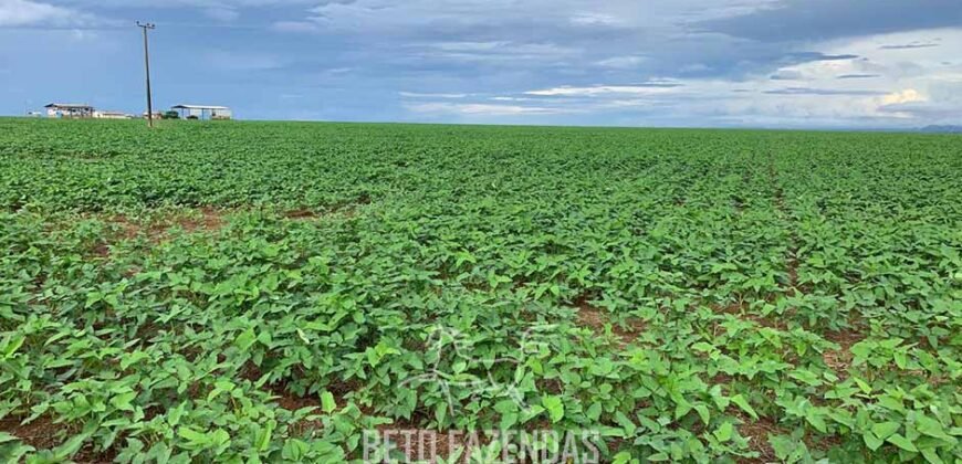 Fazenda de Soja e Algodão 46.000 hectares Estrutura Completa no Mato Grosso Fazenda de Soja e Algodão 46.000 hectares Estrutura Completa no Mato Grosso