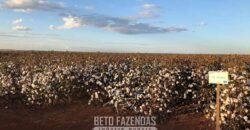 Fazenda de Soja e Algodão 46.000 hectares Estrutura Completa no Mato Grosso Fazenda de Soja e Algodão 46.000 hectares Estrutura Completa no Mato Grosso