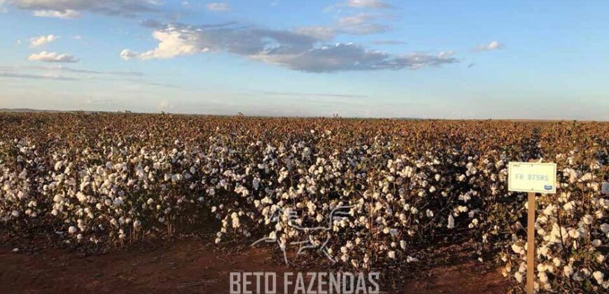 Fazenda de Soja e Algodão 46.000 hectares Estrutura Completa no Mato Grosso Fazenda de Soja e Algodão 46.000 hectares Estrutura Completa no Mato Grosso