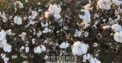 Fazenda de Soja e Algodão 46.000 hectares Estrutura Completa no Mato Grosso Fazenda de Soja e Algodão 46.000 hectares Estrutura Completa no Mato Grosso