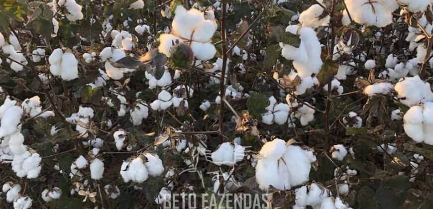 Fazenda de Soja e Algodão 46.000 hectares Estrutura Completa no Mato Grosso Fazenda de Soja e Algodão 46.000 hectares Estrutura Completa no Mato Grosso