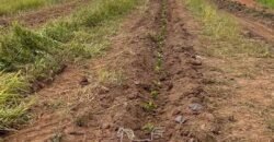 Fazenda de Café à Venda 90 Hectares Riquíssima em Água Próximo à Represa de Furnas | Guapé /MG