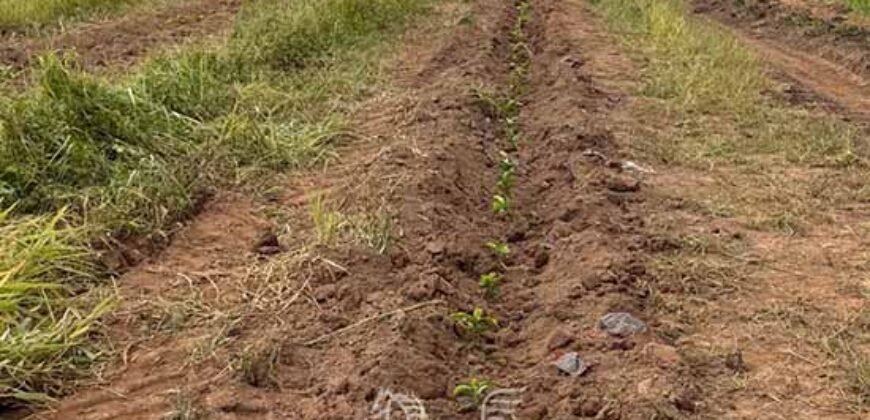 Fazenda de Café à Venda 90 Hectares Riquíssima em Água Próximo à Represa de Furnas | Guapé /MG