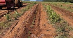 Fazenda de Café à Venda 90 Hectares Riquíssima em Água Próximo à Represa de Furnas | Guapé /MG