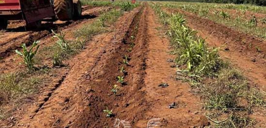 Fazenda de Café à Venda 90 Hectares Riquíssima em Água Próximo à Represa de Furnas | Guapé /MG