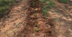 Fazenda de Café à Venda 90 Hectares Riquíssima em Água Próximo à Represa de Furnas | Guapé /MG