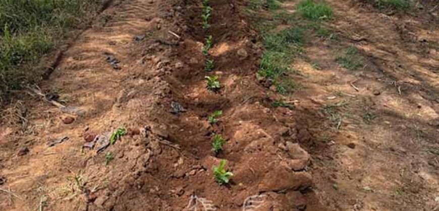 Fazenda de Café à Venda 90 Hectares Riquíssima em Água Próximo à Represa de Furnas | Guapé /MG