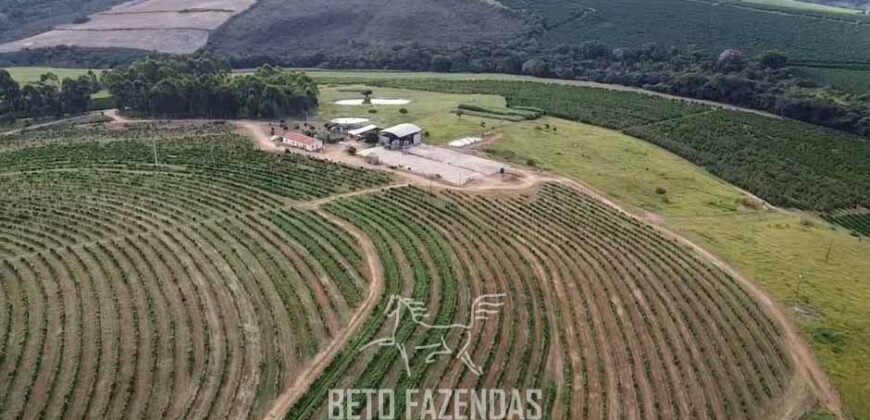 Fazenda de Café à Venda 90 Hectares Riquíssima em Água Próximo à Represa de Furnas | Guapé /MG