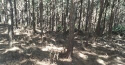 Fazenda de Pinus e Araucária à Venda 7.322 Alqueires Paulistas na Divisa com Paraná | SP