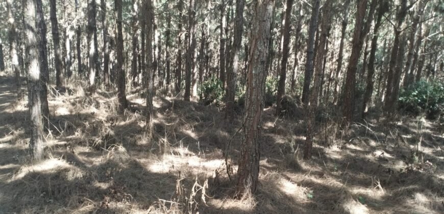 Fazenda de Pinus e Araucária à Venda 7.322 Alqueires Paulistas na Divisa com Paraná | SP