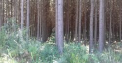 Fazenda de Pinus e Araucária à Venda 7.322 Alqueires Paulistas na Divisa com Paraná | SP