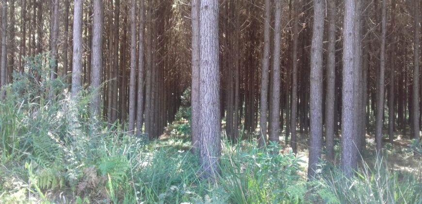 Fazenda de Pinus e Araucária à Venda 7.322 Alqueires Paulistas na Divisa com Paraná | SP