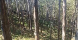 Fazenda de Pinus e Araucária à Venda 7.322 Alqueires Paulistas na Divisa com Paraná | SP