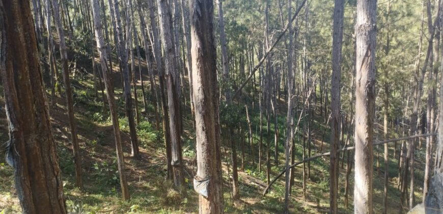 Fazenda de Pinus e Araucária à Venda 7.322 Alqueires Paulistas na Divisa com Paraná | SP