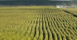 Fazenda de Pinus e Araucária à Venda 7.322 Alqueires Paulistas na Divisa com Paraná | SP