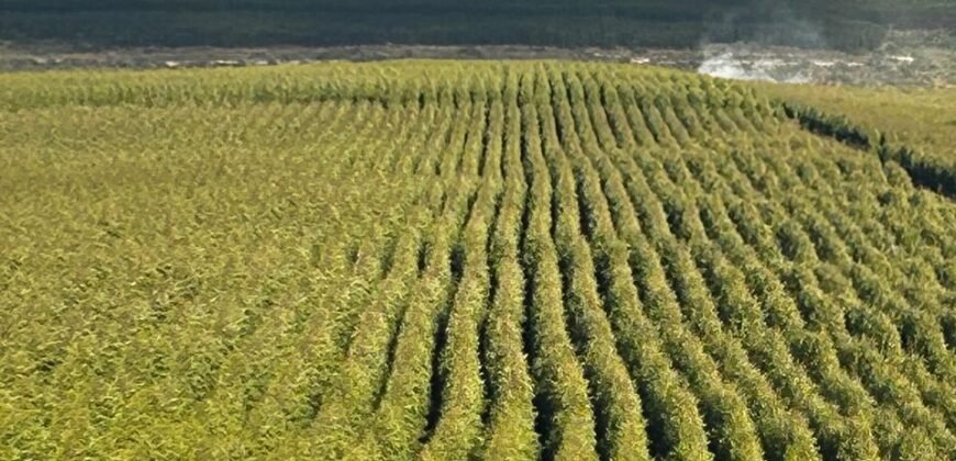 Fazenda de Pinus e Araucária à Venda 7.322 Alqueires Paulistas na Divisa com Paraná | SP