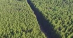 Fazenda de Pinus e Araucária à Venda 7.322 Alqueires Paulistas na Divisa com Paraná | SP