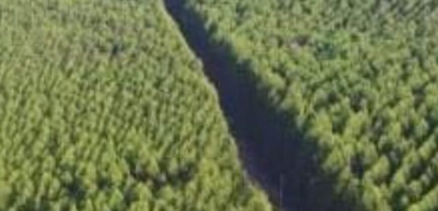 Fazenda de Pinus e Araucária à Venda 7.322 Alqueires Paulistas na Divisa com Paraná | SP