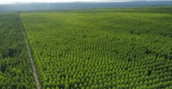 Fazenda de Pinus e Araucária à Venda 7.322 Alqueires Paulistas na Divisa com Paraná | SP