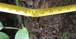 Fazenda de Pinus e Araucária à Venda 7.322 Alqueires Paulistas na Divisa com Paraná | SP